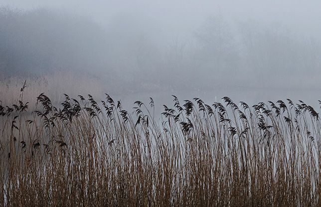 GEF THE TALKING MONGOOSE